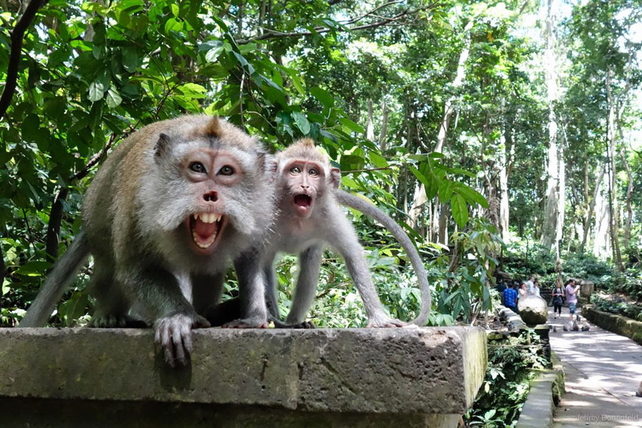Monkey-Forest